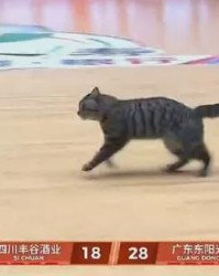 乐鱼体育-5+3！陈国豪暴揍老东家！CBA又一奇葩条款诞生
